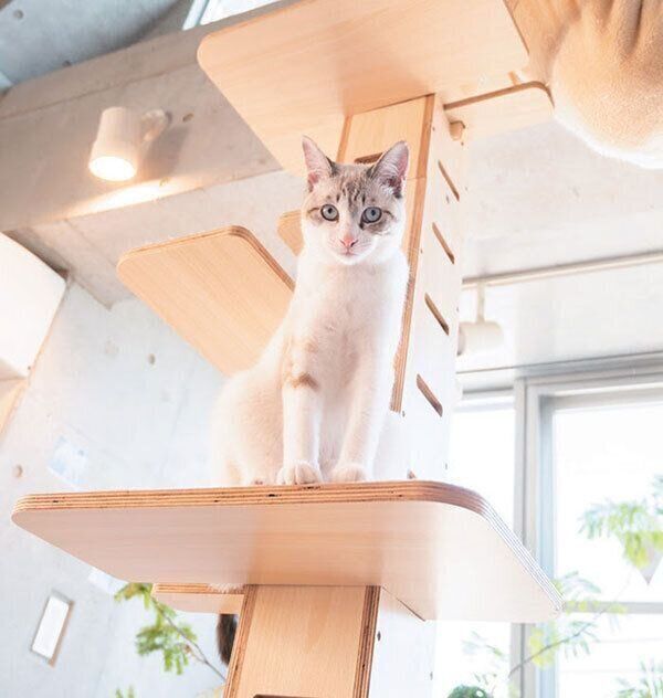 見つめる猫