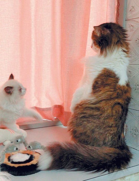 画像/ねこのきもち2019年11月号「保護猫ストーリー」