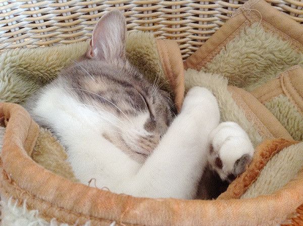 眠る猫