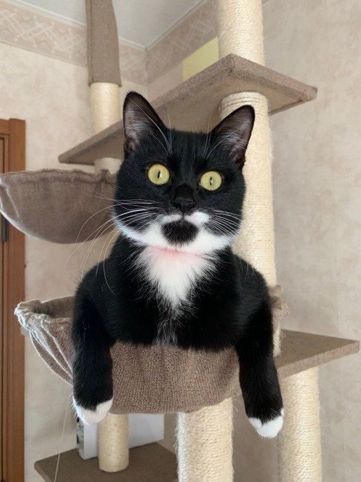 キャットタワーに乗っているMIX黒×白のピッピ