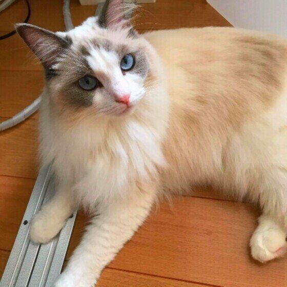 ラグドールのミルちゃん