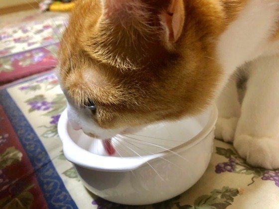 水を飲むMIX茶×白