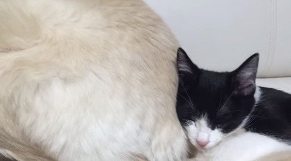 眠る子猫