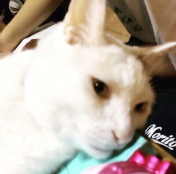 眠る猫