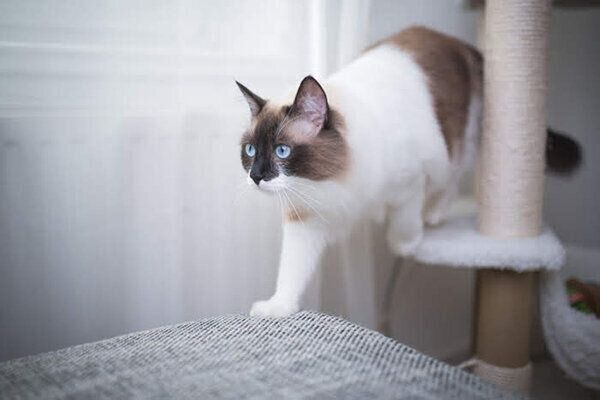 歩く猫