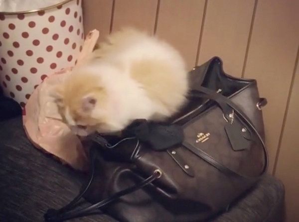 かばんを漁る猫