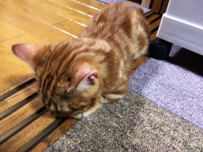 サッシの上で「ごめん寝」する猫(マンチカン×アメリカンカール、オス)