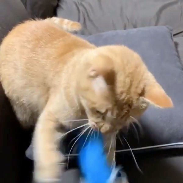 猫じゃらしで遊ぶ猫