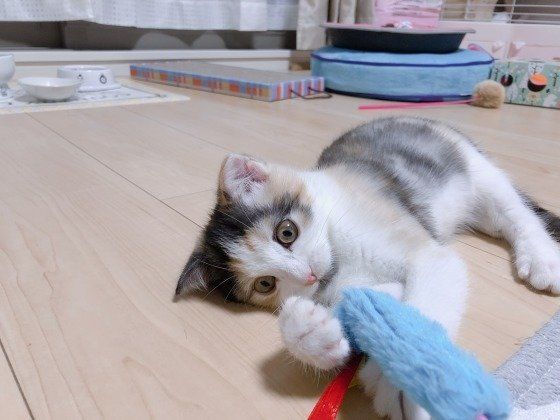 ねこのきもち付録のおもちゃで遊ぶスコティッシュフォールドのてんちゃん