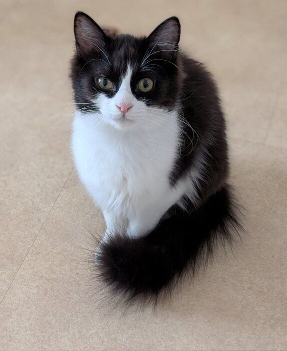生後6カ月の猫