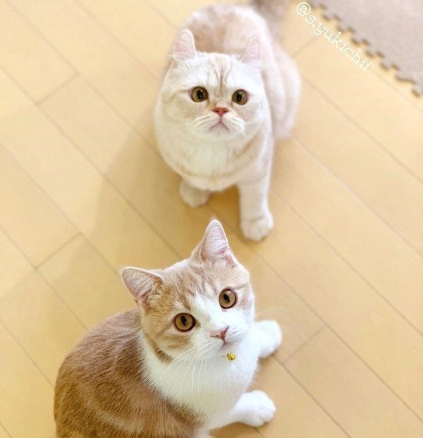 カメラ目線のアメリカンカールとスコティッシュフォールド
