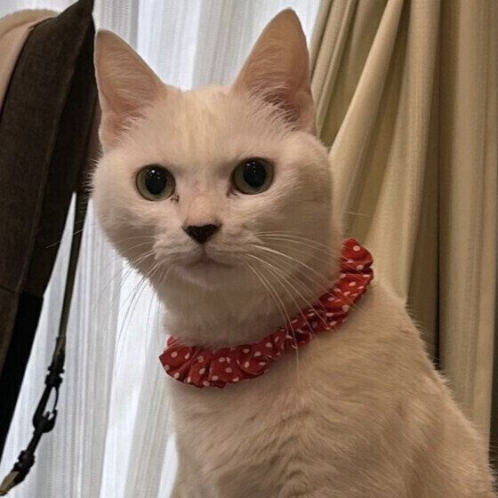 警戒している顔の白猫