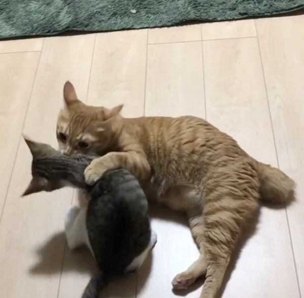 突然電池が切れる猫