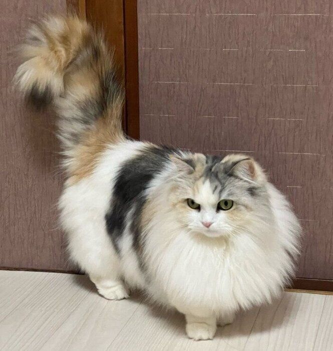 立派な毛並みのマンチカン