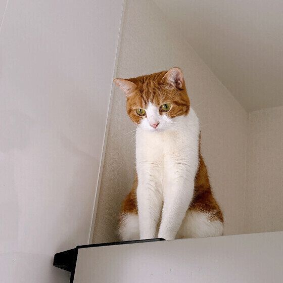 飼い主さんを見守るスコティッシュフォールド