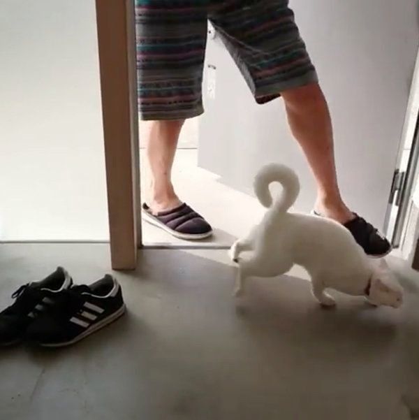 逃げる猫