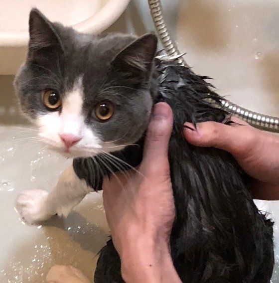 お風呂に入ろうとする猫