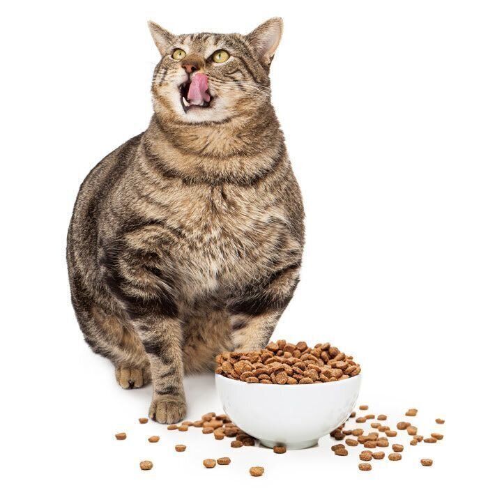 肥満気味の猫