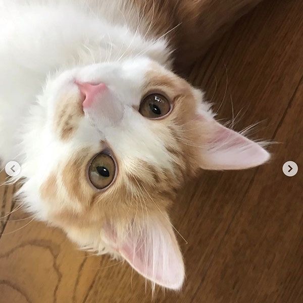 のぶおちゃん