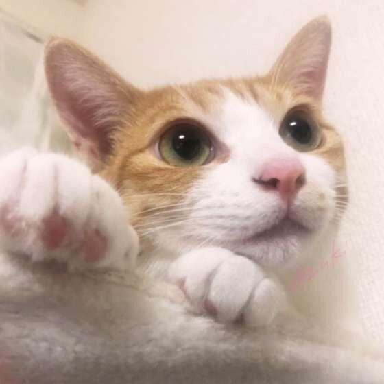 くつろぐ猫