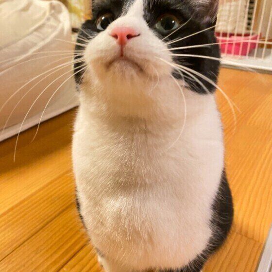 見上げる猫