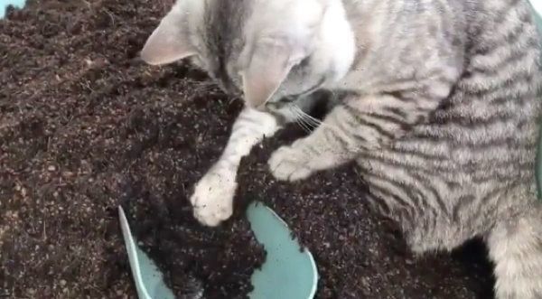 飼い主さんの作業の邪魔をするコタローくん