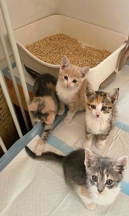 4匹の子猫