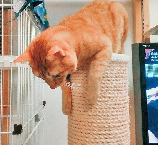 爪をとぐ猫