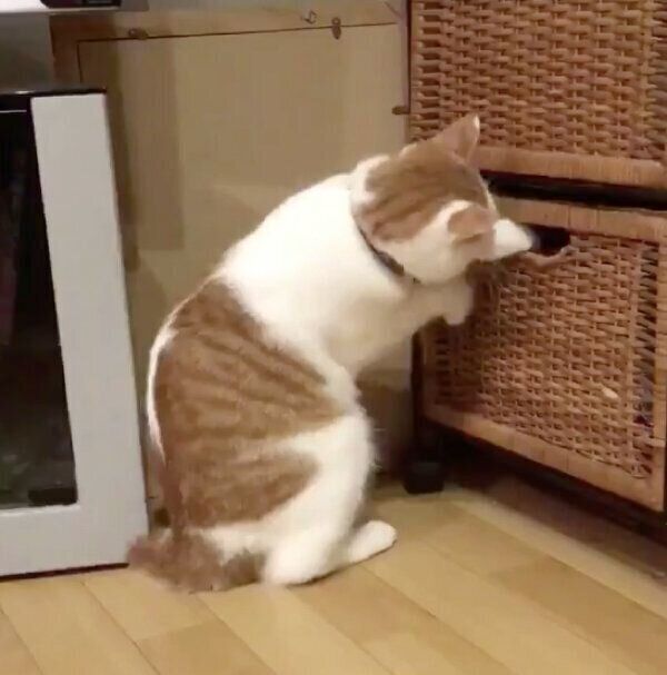 引き出しを開けるちゃろくん