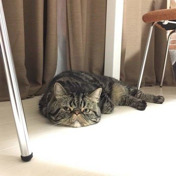 見つめるエキゾチックショートヘア