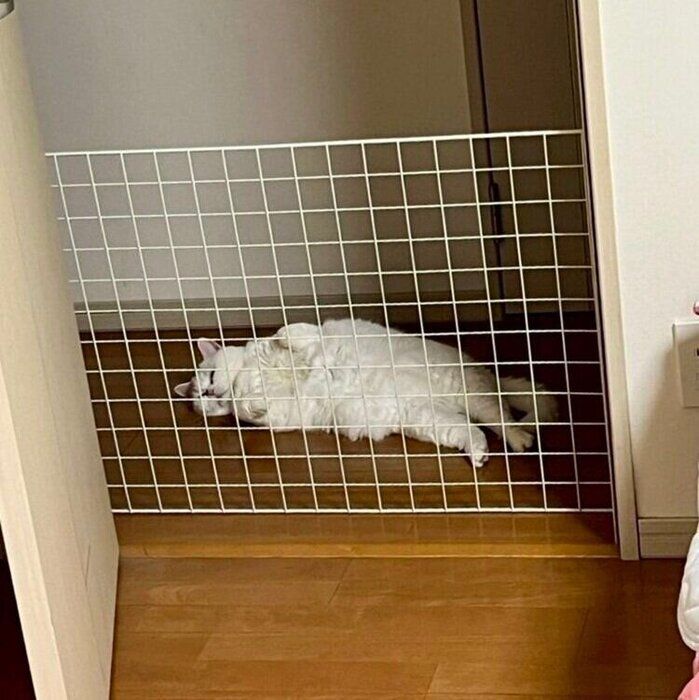 お子さんから送られてきた写真に写るラフくん