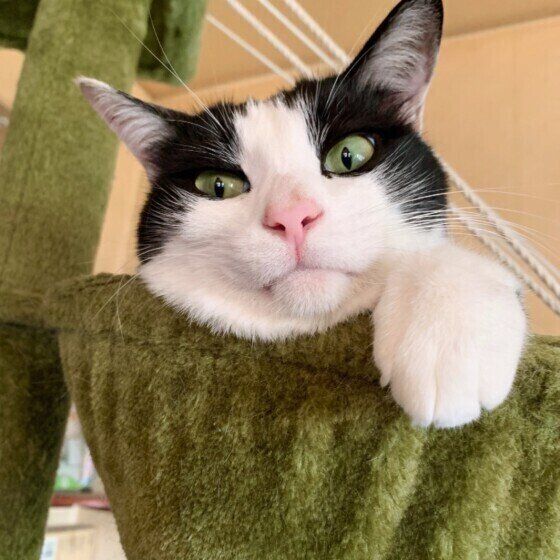 見つめる猫