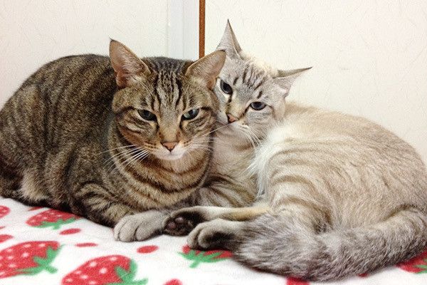 寄り添う猫