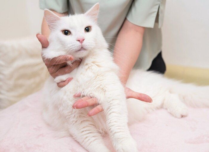前足を握ったあと手を開く