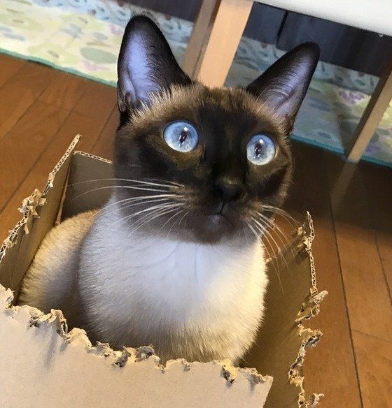 ねこのきもち投稿写真ギャラリー