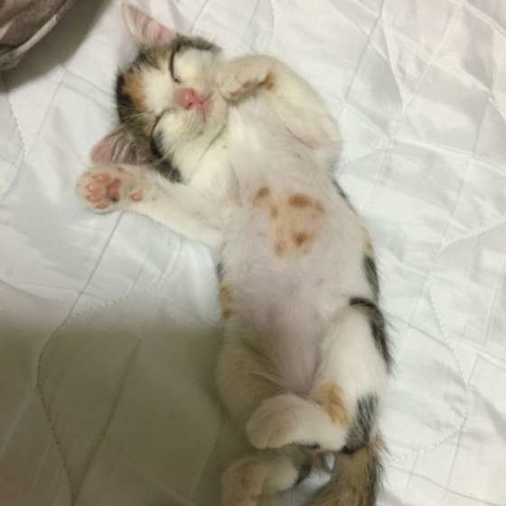ヘソ天する猫