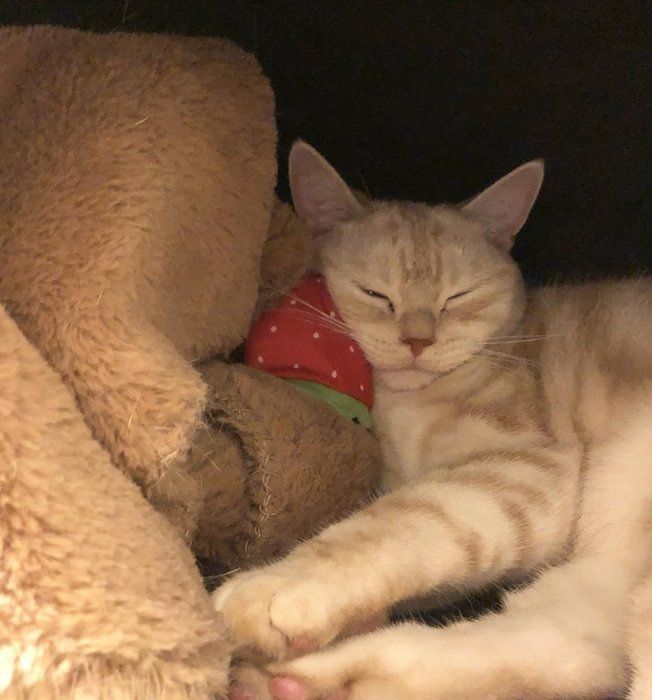 のせぐるみを枕にする猫