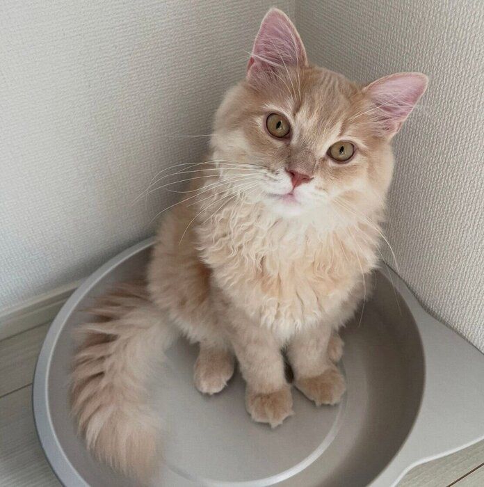 ねこ鍋に入るろろくん