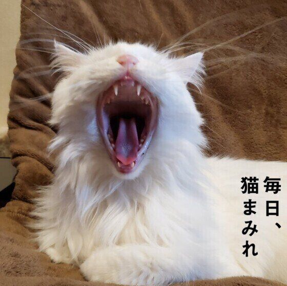 メインクーンのキュゥちゃん