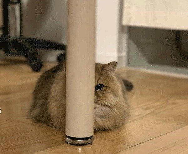 かくれんぼするペルシャ