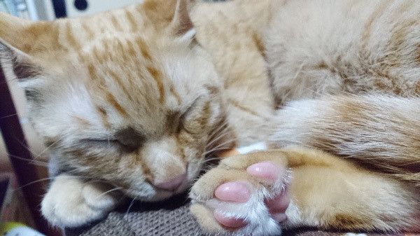 眠る猫