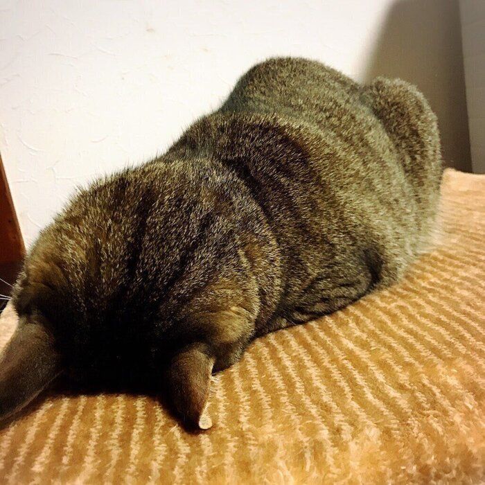 ごめん寝をする末っ子猫ちゃん