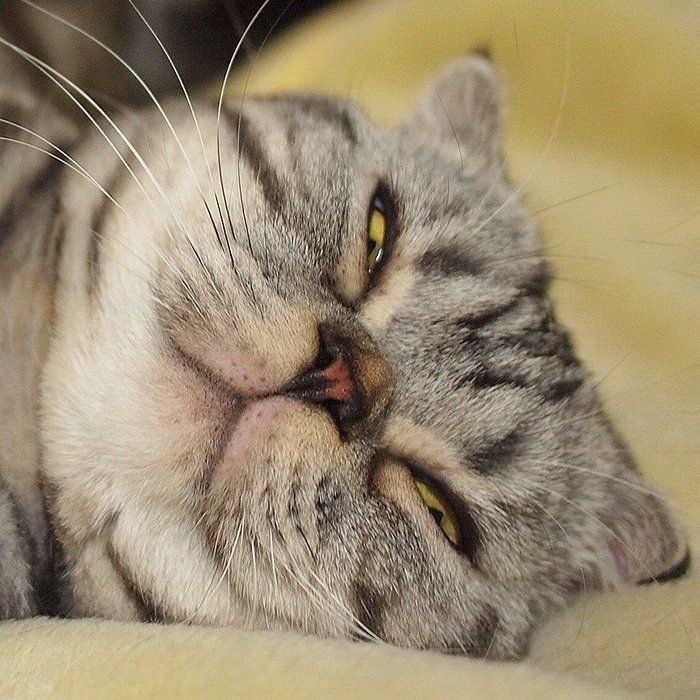@tacos_cat