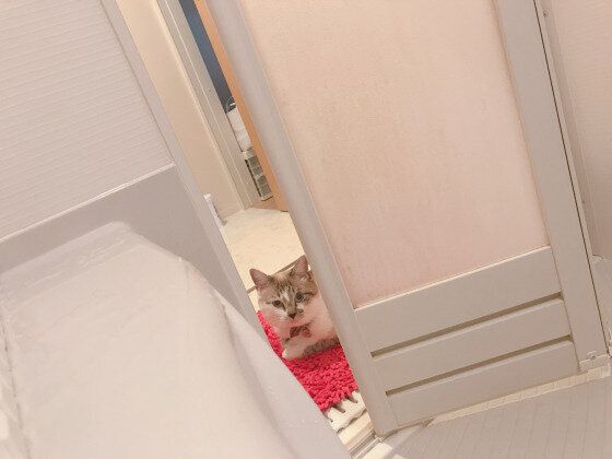 出待ちする猫