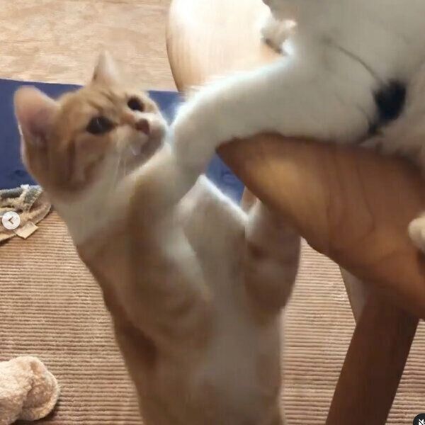 バトルが始まってしまったミオくんとソワくん