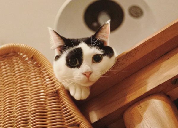 突然顔をひょこっと出す猫