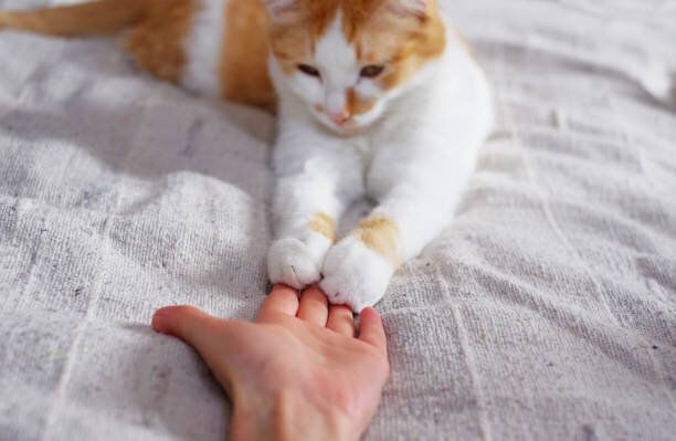 人間間の友情と猫。足は、一方では。
