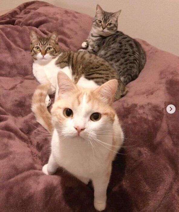 見つめるミントちゃん、バロンちゃん、サクラちゃん