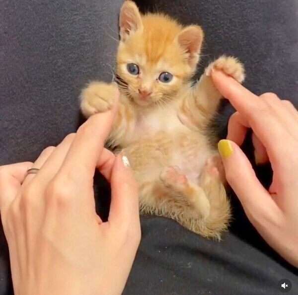 飼い主さんと遊ぶわさびちゃん