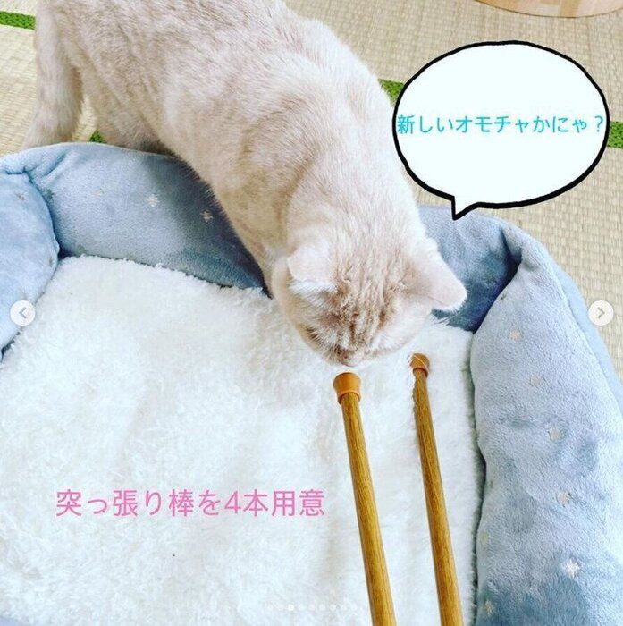 突っ張り棒のニオイを嗅ぐ猫(オス)